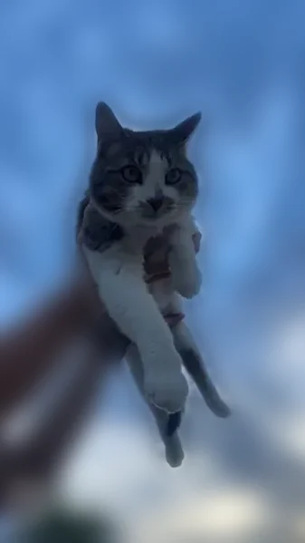 Lost cat, Shellcross Drive, 6949, Dayton - male, American shorthair mix - photo
