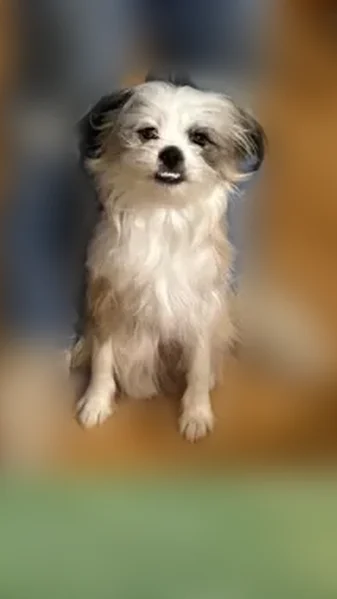 Lost dog, North Crockett Street, 2147, Sherman - small, brown, white, and black - photo