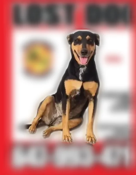 Lost dog, Barrie, Ontario, North York - female, skittish, small Doberman-like - photo