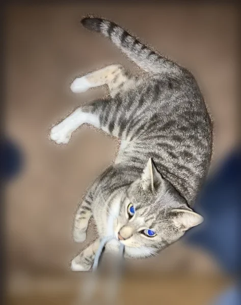Missing cat Male, Sartell (usl537850) - photo