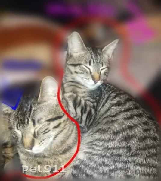 Lost cat, Old Winery Place, 9842, Sacramento - female, 8 months, pregnant - photo