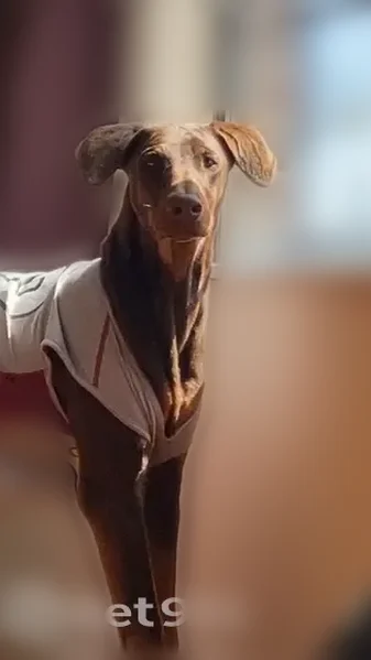 Lost dog, Main Street, 1313, Jourdanton, San Antonio - female doberman, brown, recently had puppies - photo