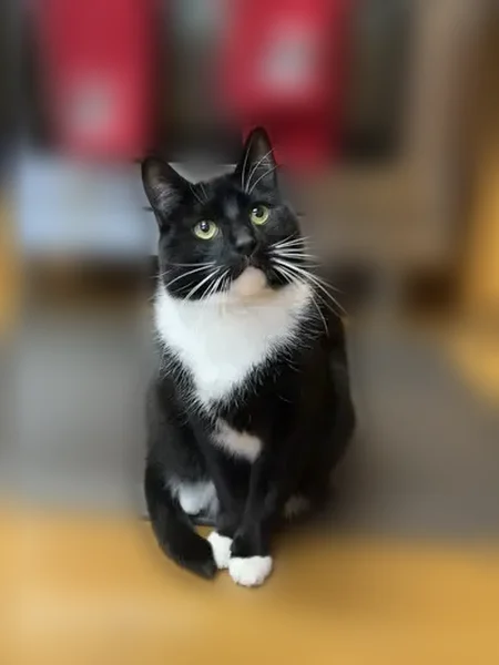 Lost cat, male, Woodrow Avenue, 100, Bedford - shy tuxedo cat, small black oval on rear ankle - photo