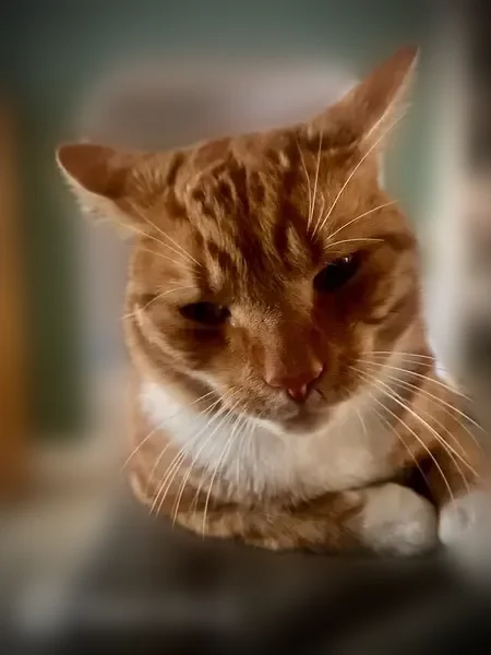 Lost cat, Monadnock Road, 66, Worcester - male, 2 yrs old - photo