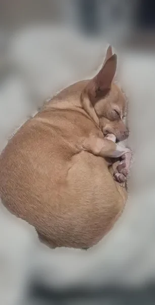 Lost dog, South Alameda Road, 5699, Gold Canyon - female - photo