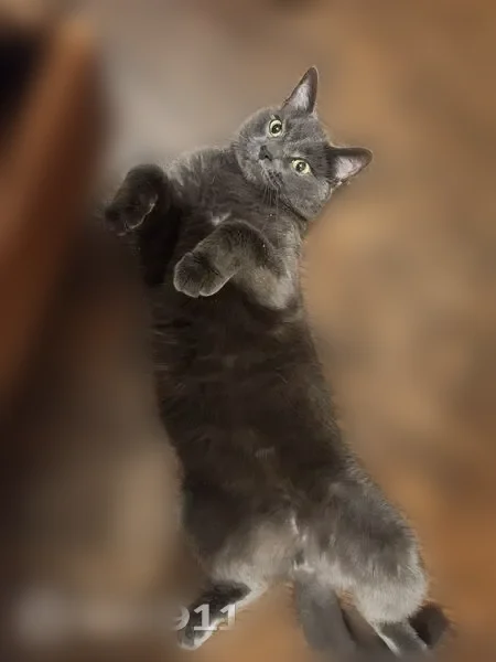 Lost cat, Deer Run Court, Arbutus - all grey, no collar - photo