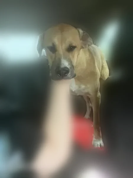 Lost dog, Horseshoe, 5984, Robstown - female, Great Pyrenees and boxer mix - photo