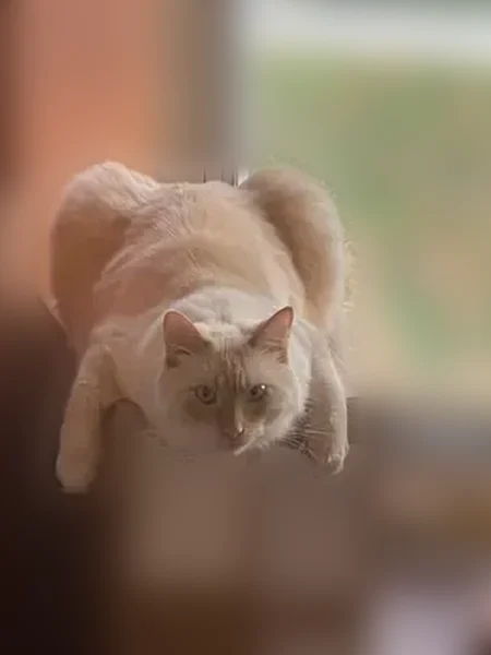 Lost cat, Renwood Drive, 7914, Parma - male, long-haired, flame point - photo