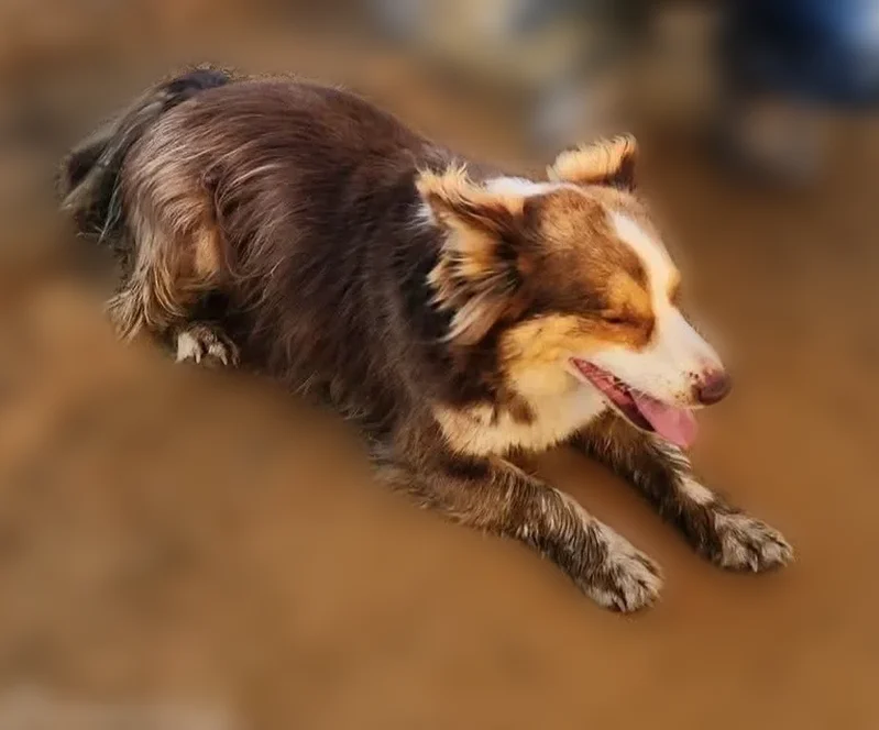 Lost dog, Georgia 29, 2662, Rockledge - male, short brown fur with white markings, one ear hangs over - photo