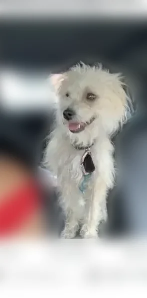 Lost dog, Southern Avenue, 86, Boston - male, tall and skinny, white and grey coat - photo