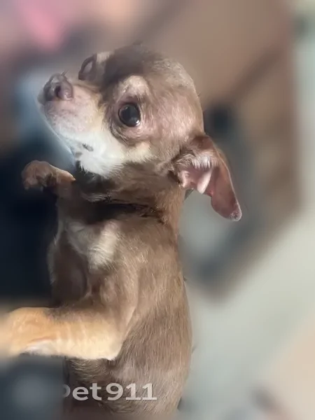 Lost dog, Notre Dame Street, 24942, Dearborn - male Chihuahua, brown and white, no collar - photo