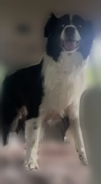 Lost dog, Lumpkin Road, 297, Hide-A-Way Lake - male, long-haired black and white, no collar - photo