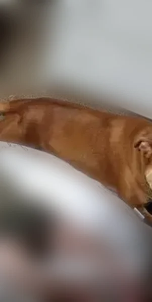 Lost dog, Southwest Archer Road, 7117, Dallas - female, very skittish - photo