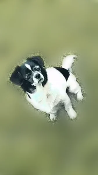 Lost dog, Glass Hollow Road, 11619, Athens - female - photo
