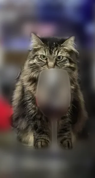 Lost cat, Creighton Road, 3059, Richmond - female, very shy, long-haired - photo