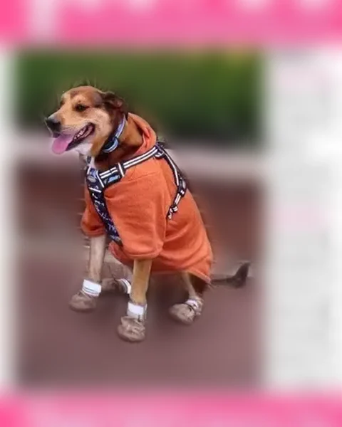Lost dog, Atlantic Boulevard, Jacksonville - female service dog with collar and tags - photo