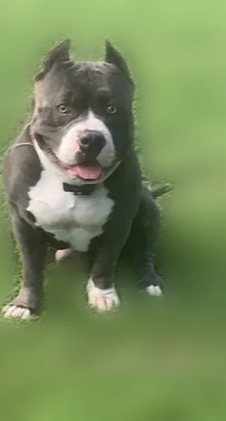 Lost dog, Vienna Dozier Road, 4913, Dozier - male, blue and white, black collar - photo