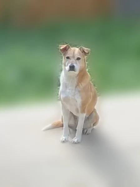 Lost dog, Rainbow Creek, 9154, San Antonio - female - photo