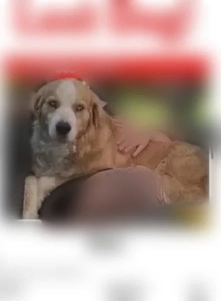 Lost dog, Whitehouse Drive, Colorado Springs - male, blue eyes - photo