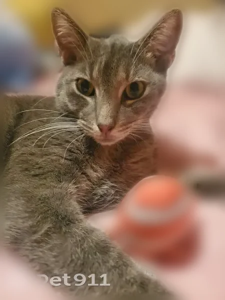 Lost cat, Mable Lane, 1106, Bartlett - male, grey with green eyes - photo