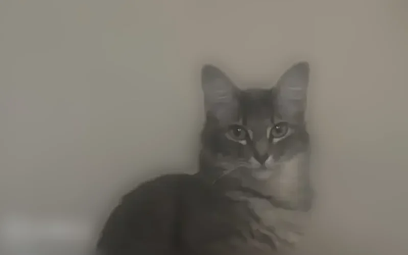 Lost cat, Appleberry Drive, 7533, Jersey Village - female grey tabby with greenish eyes and a fluffy tail - photo