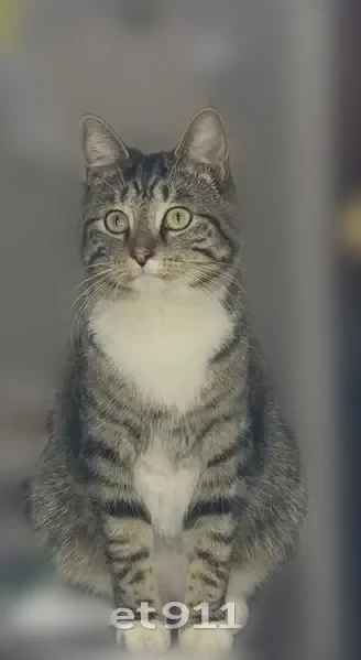 Lost cat, 6th Street, 4831, Lubbock - female gray tabby with white paws - photo