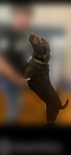 Lost dog, Opal Drive, 5303, Jacksonville - female - photo