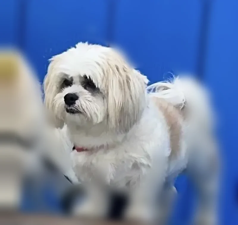 Lost dog, Stockdale Highway, 11000, Bakersfield - female Shih Tzu - photo