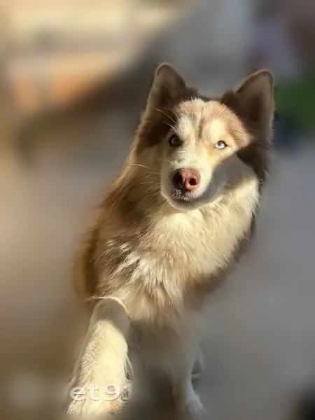Lost dog, North Mockingbird Avenue, 206, Mission, Arlington - female, blue eyes - photo