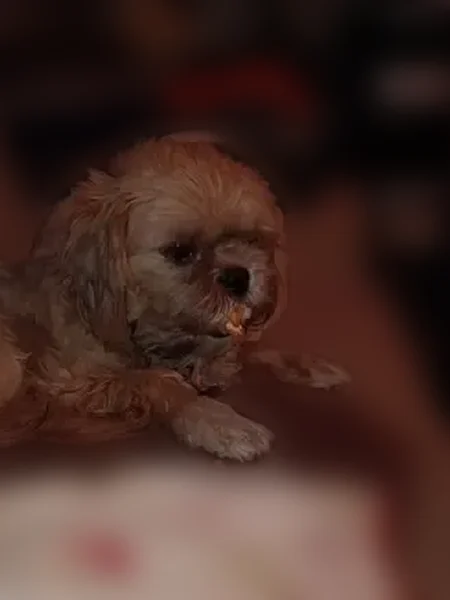 Lost dog, Greenway Road, 454, Henderson - male - photo