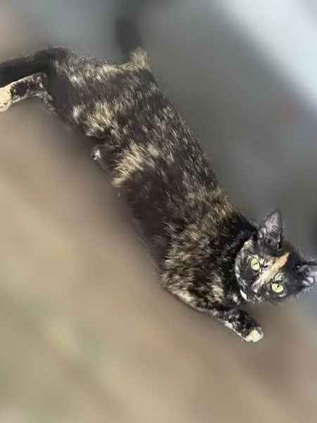 Lost cat, Burning Tree Road, 8891, Pensacola - female, shy - photo