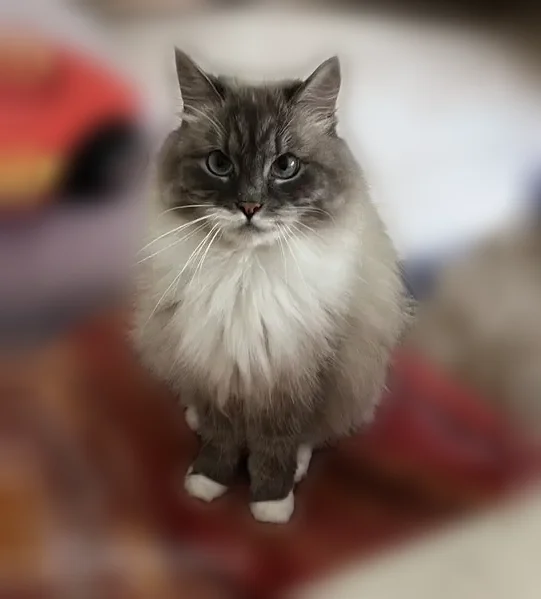 Chat perdu, Pornic, Pays de la Loire, Molsheim — femelle sibérienne, pucée - photo