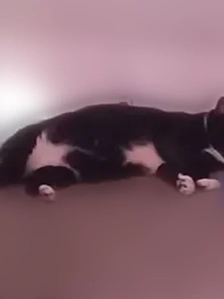 Lost cat, Comer Street, 107, Columbus, Atlanta - male tuxedo cat with green eyes - photo