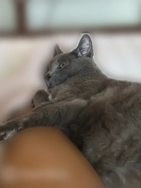 Lost cat, Tates Creek Road, 4030, Lexington - male, large build - photo