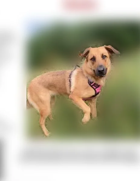 Lost dog, Walnut Lane, Houston - female, will flee if approached - photo