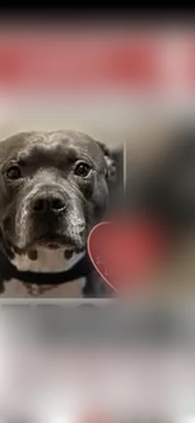 Lost dog, Appleton Street, Detroit - male - photo