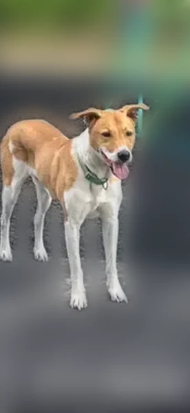 Lost dog, Marion Oaks Trail, 6231, Marion Oaks - male - photo