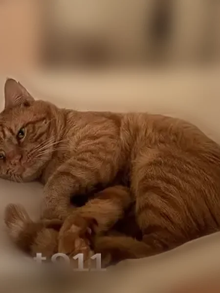 Lost cat, North Rhodes Street, 1752, Arlington - male, orange tabby, very vocal - photo