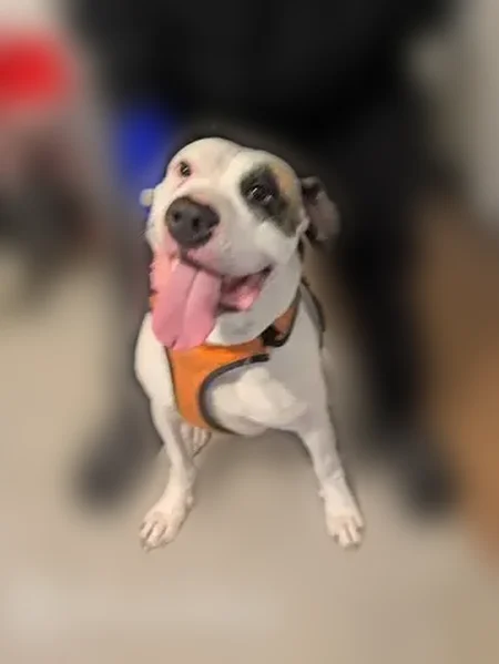 Lost dog, Marthasville, Missouri - all white with brown patch to left eye and ear - photo