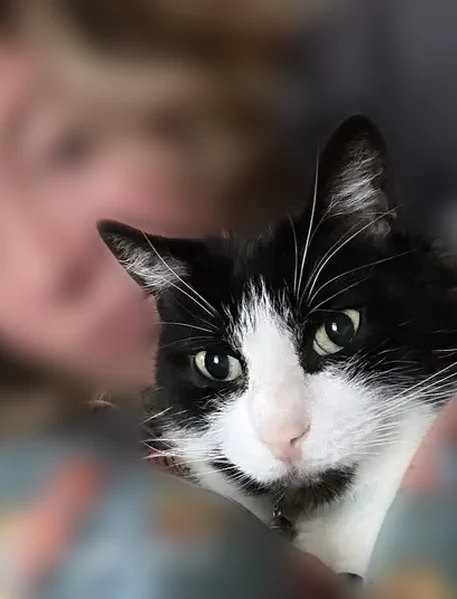 Lost cat male, Rogers Street Southeast, Atlanta - black and white, light blue collar with AirTag - photo