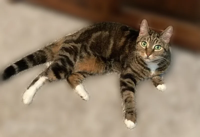 Lost cat, Northeast Thorncroft Drive, 2192, Hillsboro - female brown tabby, green eyes - photo