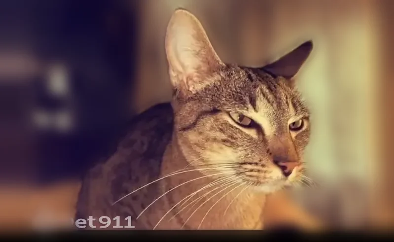Lost cat, Oklahoma City, Oklahoma, Wichita - male, fluffy tan chest - photo