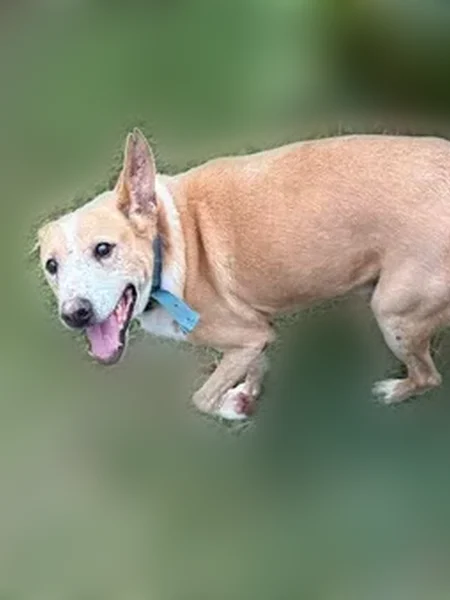 Lost dog, Alamihi Street, 286, Waianae - male, partially blind and deaf - photo