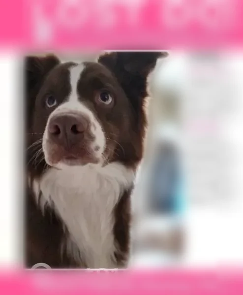 Missing dog Male, Chesterfield (usl537961) - photo