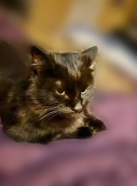 Lost cat, Buck Trail, 105, Newnan, Surfside Beach - male, skittish domestic medium hair - photo