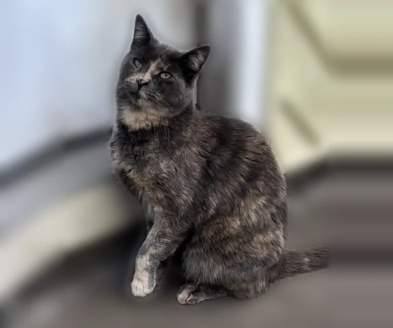 Lost cat, female, Arab Court Southeast, 7711, Olympia - dilute tortoiseshell, friendly - photo