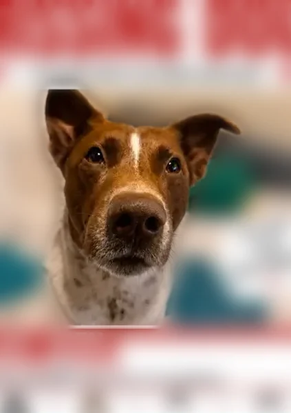 Lost dog, South Ainsworth Street, 15605, Gardena - photo