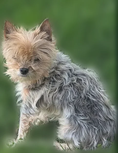 Lost dog, South Kingston Avenue, 8454, Chicago - male, black and grey with light brown face and head - photo