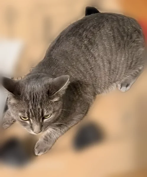 Lost cat, Woodland Drive, 1471, Ashland, Portland - male, large grey with dark grey stripes, no collar - photo