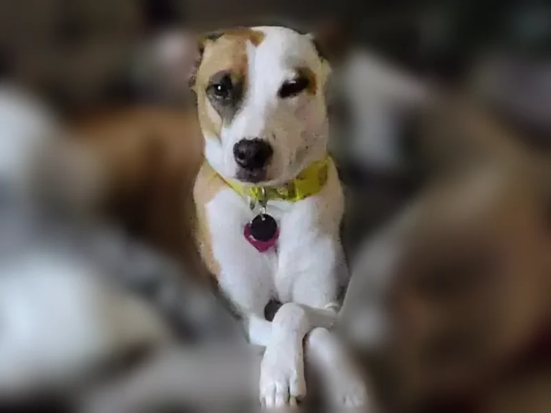 Lost dog, female, Milford Mill, Maryland, Arlington - tan/light brown and white, yellow collar with teal leash - photo